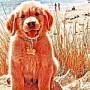 ВКонтакте выпустил аналог Prisma ВКонтакте выпустил аналог Prisma